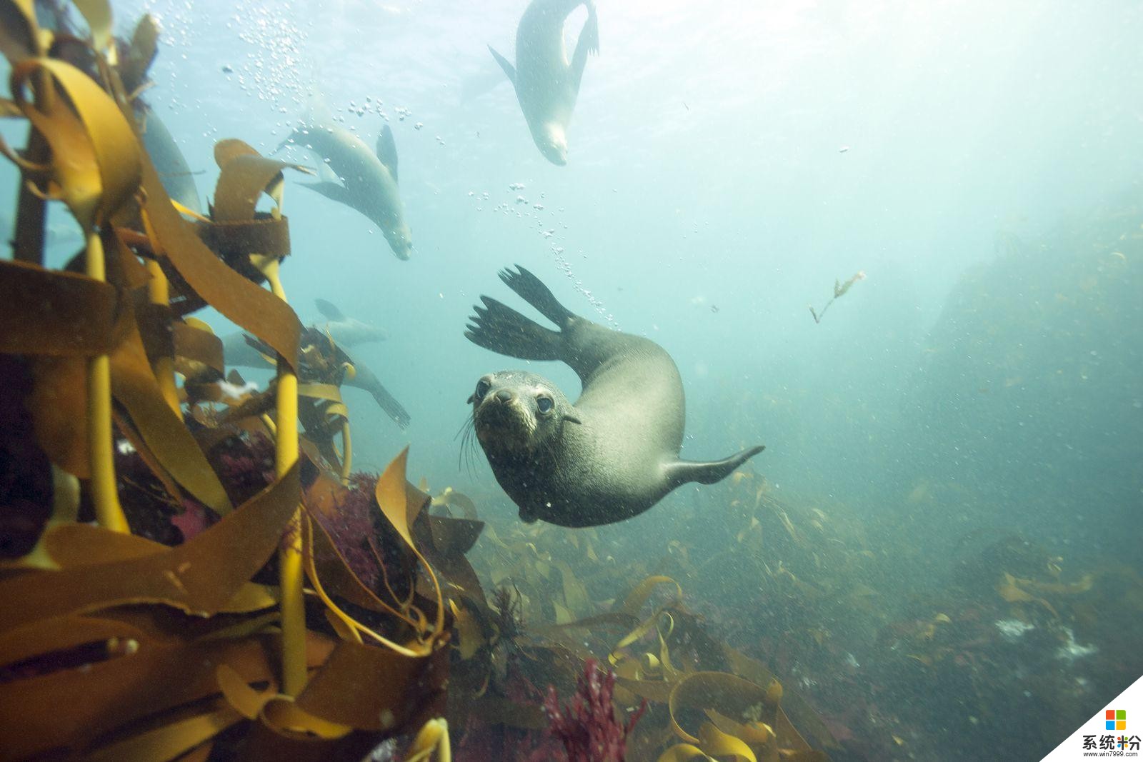 微软推出廉价版Windows10笔记本挑战Chromebook